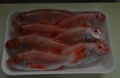 nodoguro01.jpg