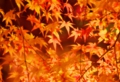 111124momijitop.jpg