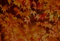 111124momijitop.jpg