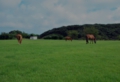 DSC_0007-8001.jpg