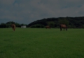 DSC_0007-8001.jpg