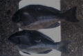 SA3D02691.jpg