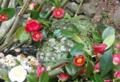 DSC_1545.jpg