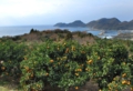 101219mikangari-030-800.jpg