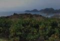 101219mikangari-030-800.jpg