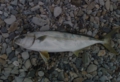 hirasu­.jpg