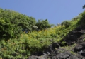 hakuunnkisuge001-800.jpg