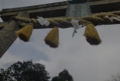 omotetorii.jpg
