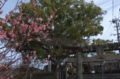 ume.jpg