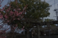 ume.jpg