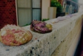 awabi_sazae01.jpg