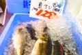 DSCF1546.jpg