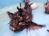 愛しの島グルメ